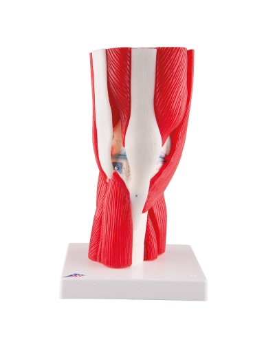 Knee Joint with Removable Muscles, 12 part